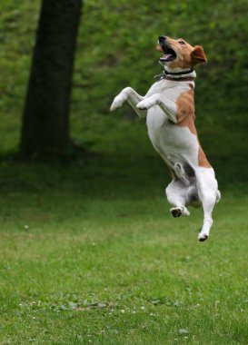 havayı içine mutlu köpek git