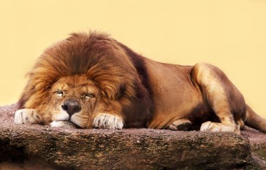 Lion sleeping clipart