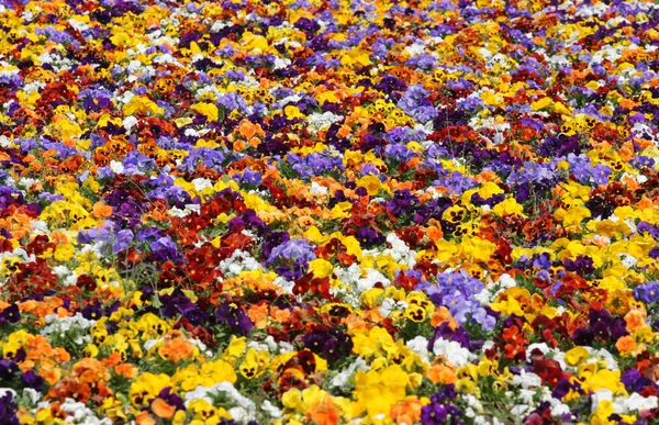色とりどりの花が — ストック写真