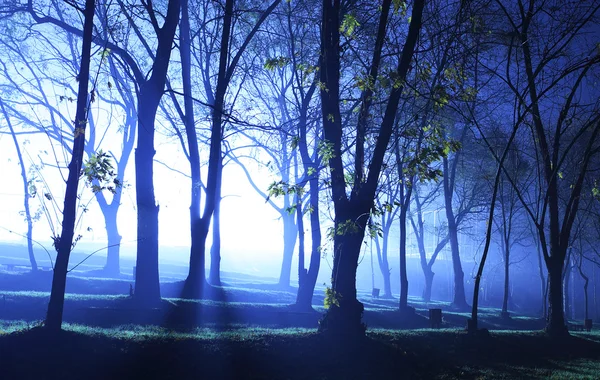 Mystieke bos in blauw — Stockfoto