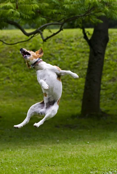 Счастливая собака прыгает в воздух — стоковое фото