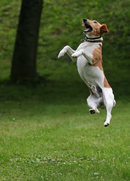 Счастливая собака прыгает в воздух — стоковое фото