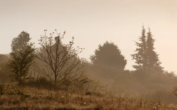 Mystic foggy landscape — Stock Photo, Image
