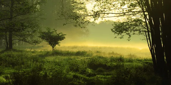 Мистический туманный пейзаж — стоковое фото