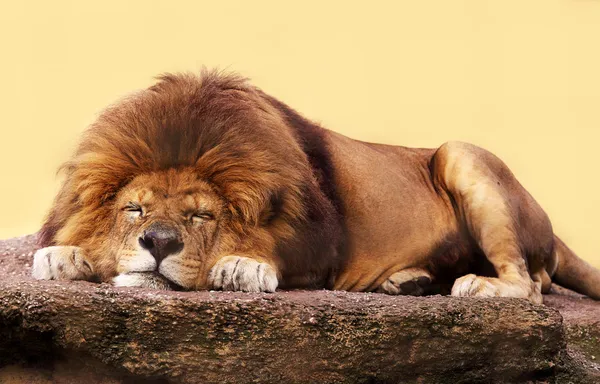 Uyuyan aslanı Telifsiz Stok Fotoğraflar