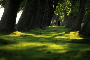 Walking through the forest clipart