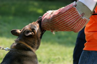 Polis Köpeği