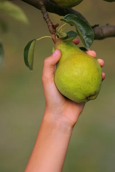 Catching pear — Stock Photo, Image