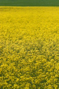 Rapefield