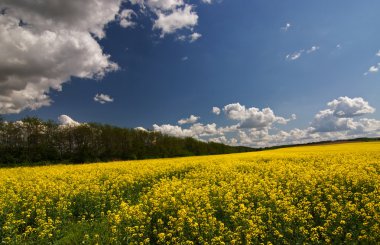 Rapefield