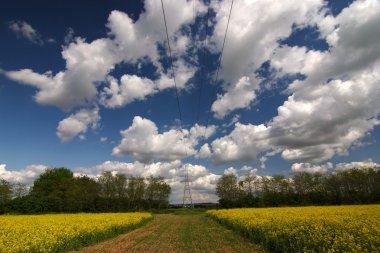 Rapefield clipart