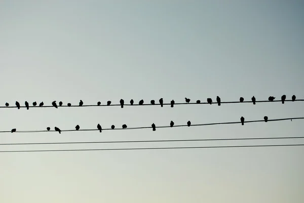 Kuşlar gibi müzik notaları — Stok fotoğraf