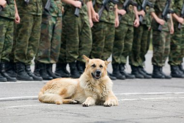 açık ağız ile askeri köpek