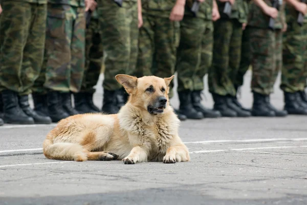 Military dog on the ground — Stock Photo, Image