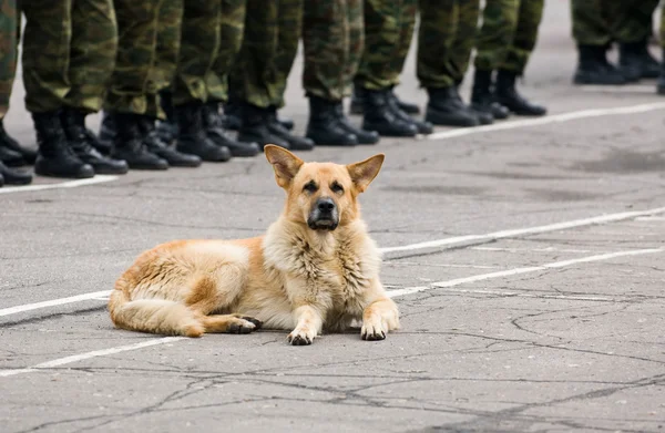 Military dog — Stock Photo, Image