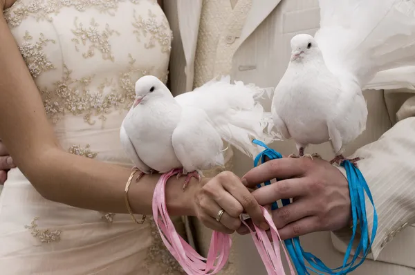Beyaz güvercinler — Stok fotoğraf