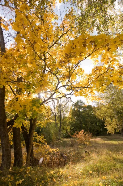 stock image Autumn landscape