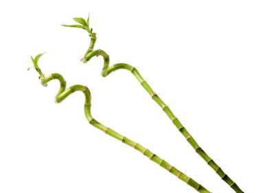 Bamboo stalks clipart