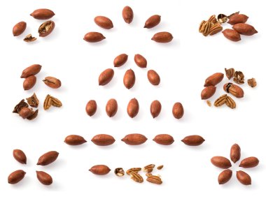 Pecan collection clipart