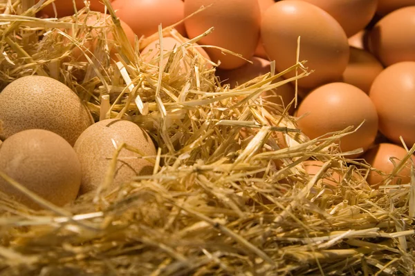 Типы яиц — стоковое фото