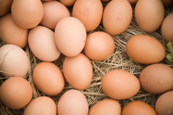 Eier auf Stroh — Stockfoto