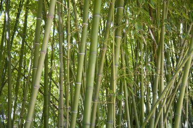 Bambu ormanı