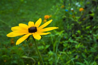 Coneflower