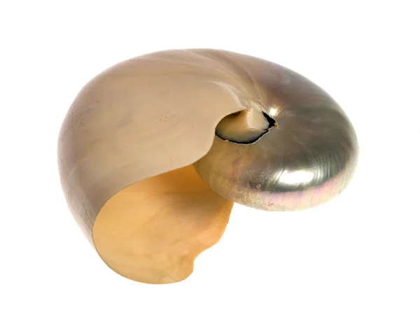 Nautilus isolado — Fotografia de Stock
