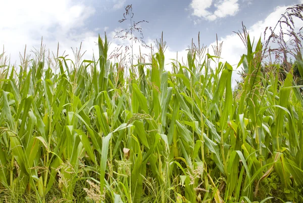 Field of corn — Stock Photo, Image