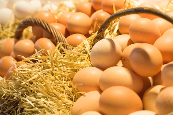 Яйца — стоковое фото