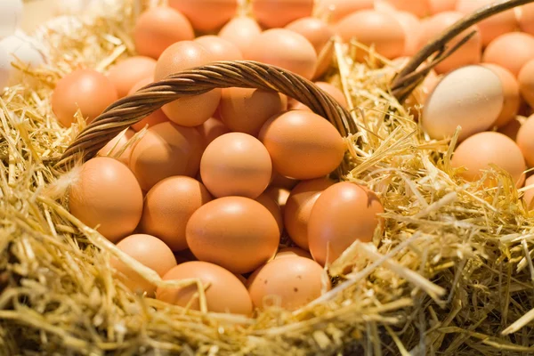 Čerstvá vejce Stock Obrázky