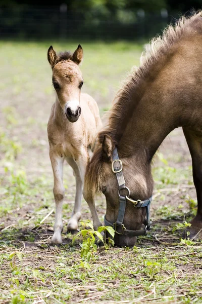 ミニチュア馬は、彼女の子供を連れた ストック画像