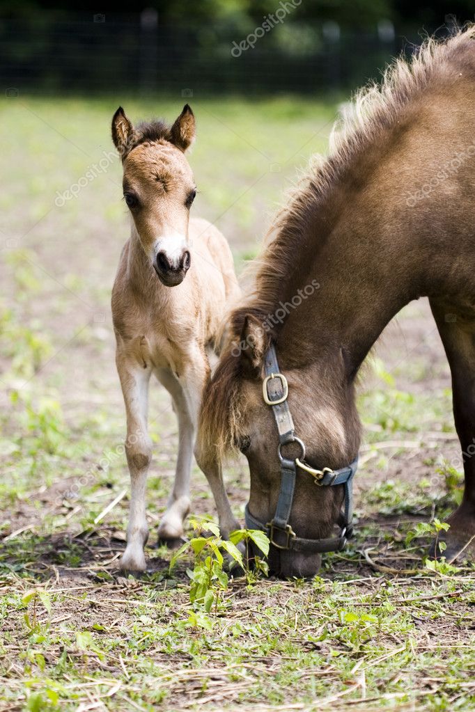 Miniature horses mother with her cub Stock Photo by ©djarvik 2286616