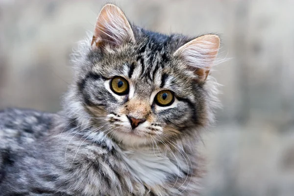 Porträt einer schönen Katze niedliches Kätzchen — Stockfoto