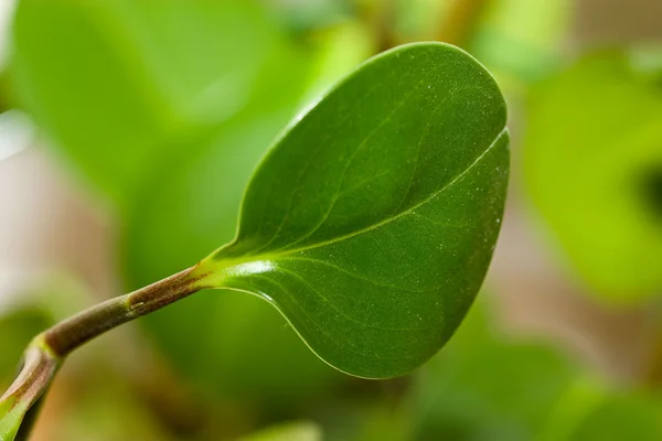 Zelených rostlin listy prostředí pozadí Stock Obrázky