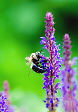 Lavanta çiçeği üzerinde Bumble bee