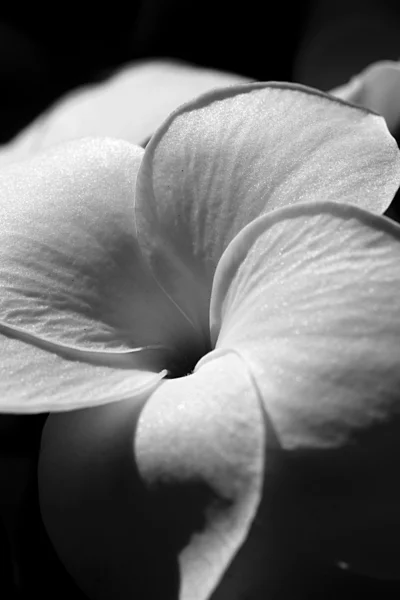 Güzel beyaz bir çiçek clsoe kadar — Stok fotoğraf