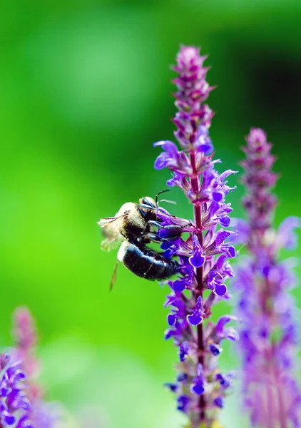 Bumble bee on lavender flower Stock Image