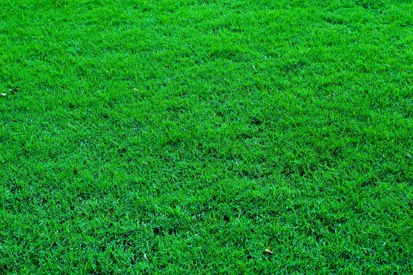 鮮やかな緑の新鮮な草フィールド背景 ストック画像