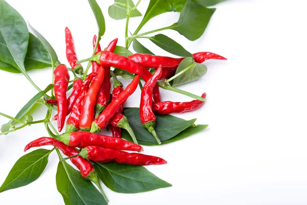 Red picante pimenta quente pimentas folhas de plantas — Fotografia de Stock