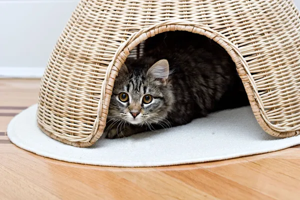 Joven adorable lindo gato está escondido Fotos de stock libres de derechos