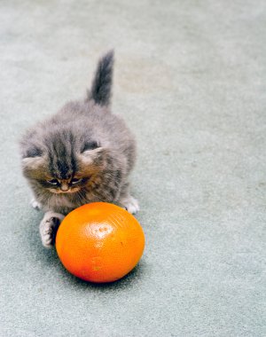 Greyfurt ile oynarken Farsça kedi yavrusu