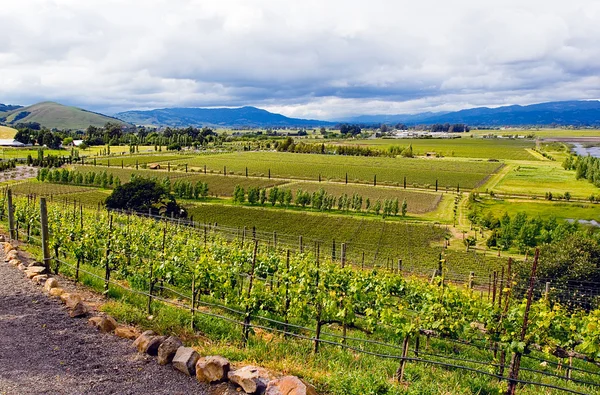 Виноградники Калифорнии с видом на пейзаж — стоковое фото