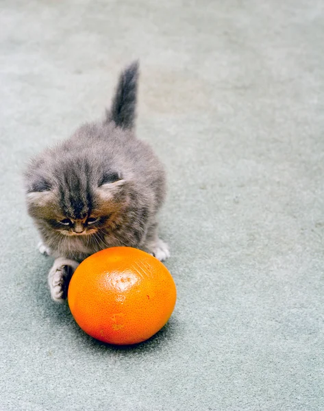 Perserkätzchen spielt mit einer Grapefruit — Stockfoto