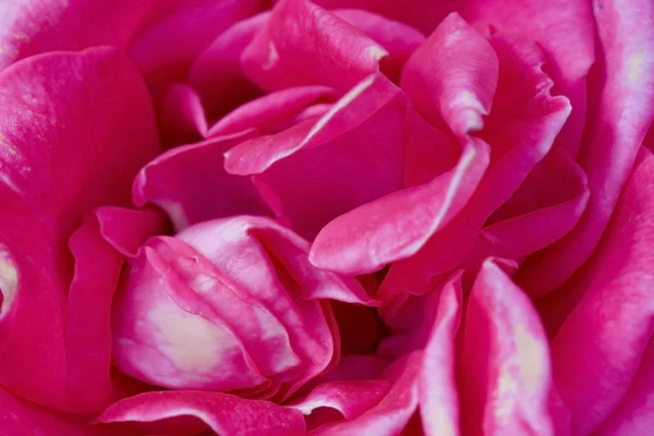 Fiore rosa sfondo arbusto rosa Foto Stock Royalty Free