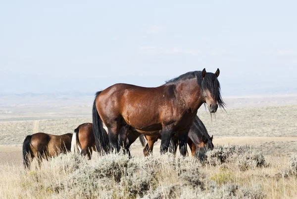 stock image McCullough Peak Mustangs