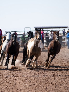 Rodeo horses clipart