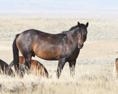 Mustang Stallion clipart