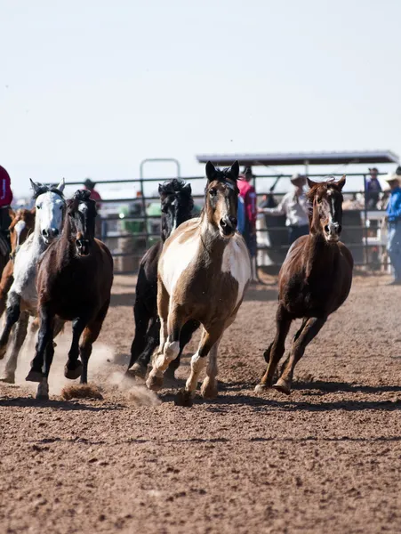 Rodeo hästar — Stockfoto