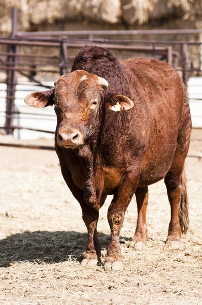Родео бик — стокове фото